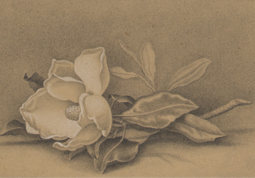 Magnolia
